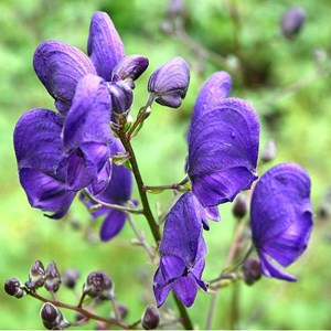 6 x casque de jupiter - aconitum napellus  - godet 9x9 cm