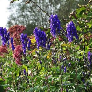 6 x casque de jupiter - aconitum napellus  - godet 9x9 cm