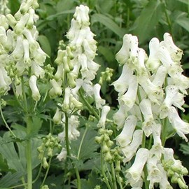 6 x casque de jupiter  - aconitum napellus 'schneewittchen'  - godet 9x9 cm
