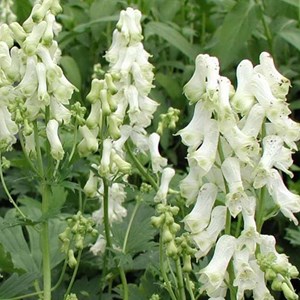 6 x casque de jupiter  - aconitum napellus 'schneewittchen'  - godet 9x9 cm