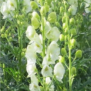 6 x casque de jupiter  - aconitum napellus 'schneewittchen'  - godet 9x9 cm
