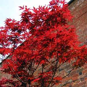Érable du japon  - acer palmatum 'atropurpureum'  - 50-60 cm pot
