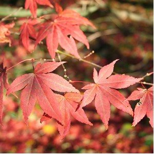 Érable du japon  - acer palmatum 'atropurpureum'  - 50-60 cm pot