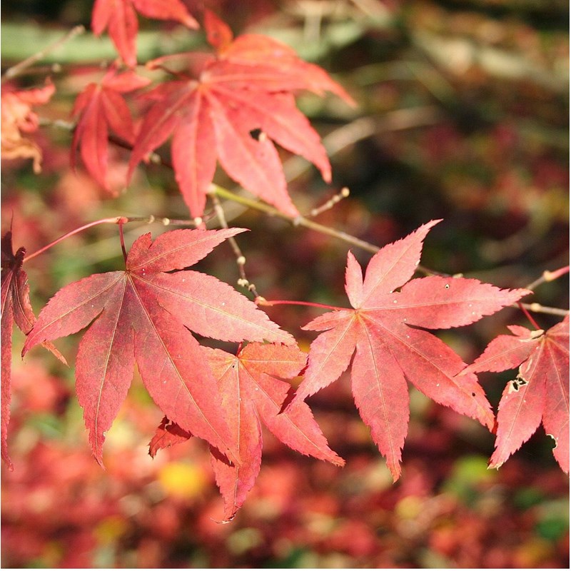 Érable du japon - acer palmatum 'atropurpureum' - 50-60 cm pot