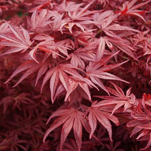 Érable du japon  - acer palmatum 'bloodgood'  - 50-60 cm pot
