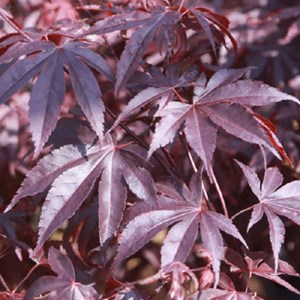 Érable du japon  - acer palmatum 'bloodgood'  - 50-60 cm pot