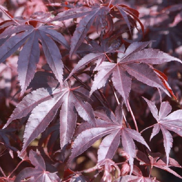 Érable du japon - acer palmatum 'bloodgood' - 50-60 cm pot