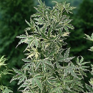 Érable du japon  - acer palmatum 'butterfly'  - 40-60 cm pot