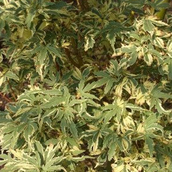 Érable du japon - acer palmatum 'butterfly' - 40-60 cm pot
