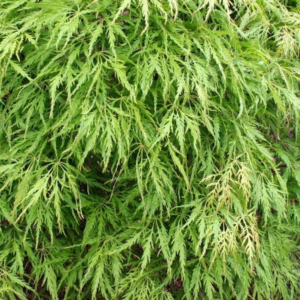 Érable du japon - acer palmatum 'dissectum' - 40-50 cm pot
