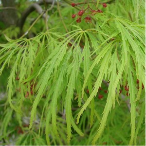 Érable du japon  - acer palmatum 'dissectum'  - 50-60 cm pot