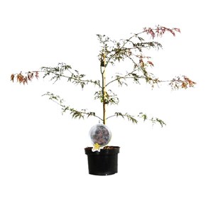Érable du japon  - acer palmatum 'garnet'  - 60-80 cm pot