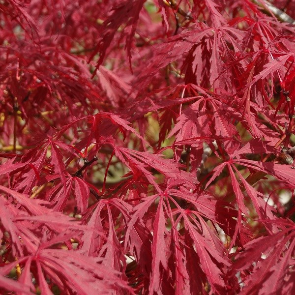 Érable du japon - acer palmatum 'garnet' - 40-50 cm pot