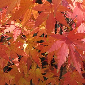 Érable du japon  - acer palmatum 'orange dream'  - 50-60 cm pot
