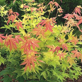 Érable du japon  - acer palmatum 'orange dream'  - 50-60 cm pot