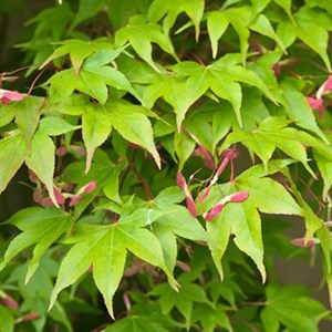 Érable du japon  - acer palmatum 'osakazuki'  - 60- 80 cm pot