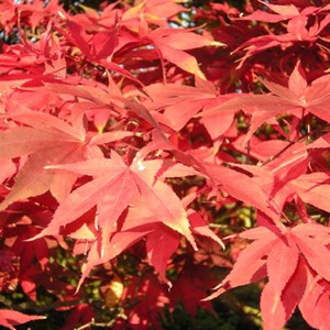 Érable du japon  - acer palmatum 'osakazuki'  - 60- 80 cm pot