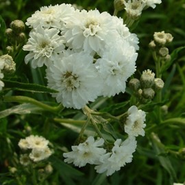 6 x bouton d'argent  - achillea ptarmica 'the pearl'  - godet 9x9 cm