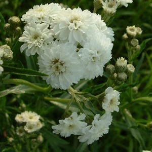 6 x bouton d'argent  - achillea ptarmica 'the pearl'  - godet 9x9 cm