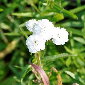 6 x bouton d'argent  - achillea ptarmica 'the pearl'  - godet 9x9 cm