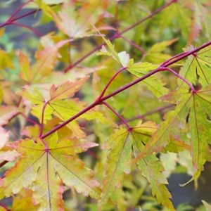 Petit érable du japon  - acer palmatum 'sangokaku'  - 50-60 cm pot
