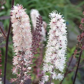 6 x bugbane  - actaea simplex 'pink spike'  - godet 9x9 cm