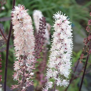 6 x bugbane  - actaea simplex 'pink spike'  - godet 9x9 cm