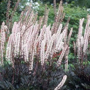 6 x bugbane  - actaea simplex 'pink spike'  - godet 9x9 cm