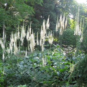 6 x bugbane à feuilles en cœur  - actaea racemosa 'cordifolia'  - godet 9x9 cm