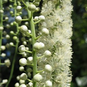 6 x bugbane à feuilles en cœur  - actaea racemosa 'cordifolia'  - godet 9x9 cm