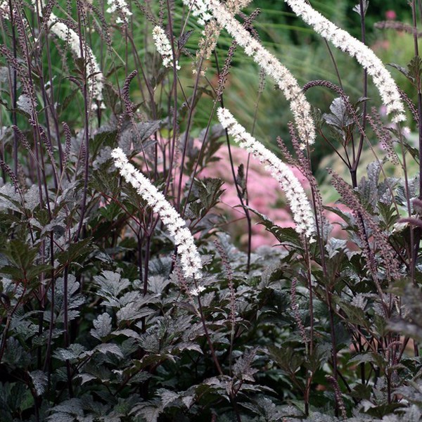 Arborix - 6 x actée à grappes - actaea racemosa 'atropurpurea' - godet 9x9 cm