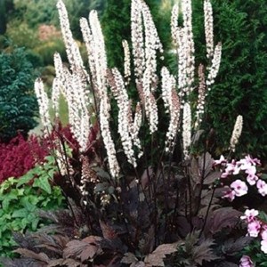 6 x actée à grappes  - actaea racemosa 'atropurpurea'  - godet 9x9 cm