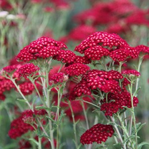 6 x achillée millefeuille  - achillea millefolium 'red velvet'  - godet 9x9 cm