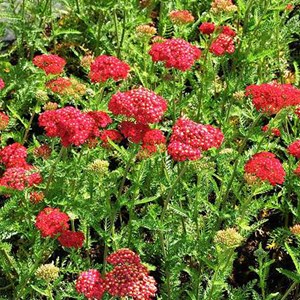 6 x achillée millefeuille  - achillea millefolium 'red velvet'  - godet 9x9 cm