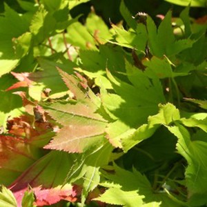 Érable du japon doré  - acer shirasawanum 'aureum'  - 25-30 cm pot