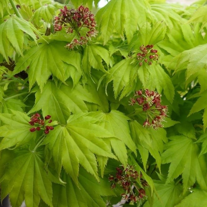 Érable du japon doré - acer shirasawanum 'aureum' - 25-30 cm pot