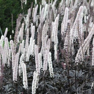 6 x bugbane  - actaea simplex 'brunette'  - godet 9x9 cm