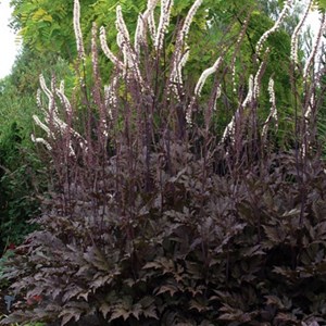 6 x bugbane  - actaea simplex 'brunette'  - godet 9x9 cm