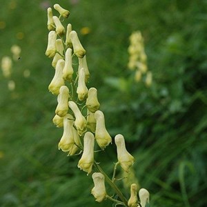 6 x aconit septentrionale  - aconitum septentrional 'ivorine'  - godet 9x9 cm