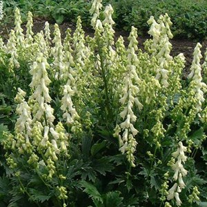 6 x aconit septentrionale  - aconitum septentrional 'ivorine'  - godet 9x9 cm