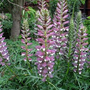 6 x acanthe épineuse - acanthus spinosus  - godet 9x9 cm