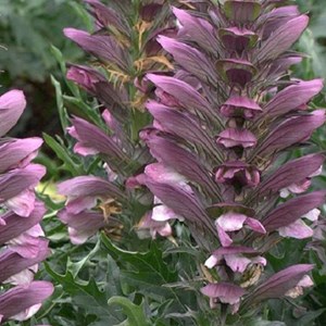 6 x acanthe épineuse - acanthus spinosus  - godet 9x9 cm