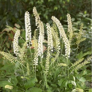 6 x bugbane  - actaea simplex 'white pearl'  - godet 9x9 cm