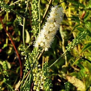 6 x bugbane  - actaea simplex 'white pearl'  - godet 9x9 cm