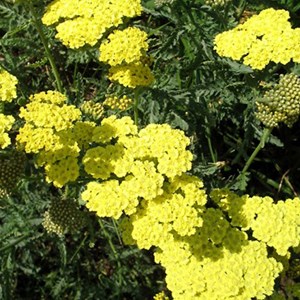 6 x achillée  - achillea 'taygetea'  - godet 9x9 cm