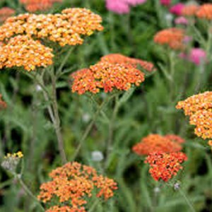 6 x achillée  - achillea 'terra cotta'  - godet 9x9 cm