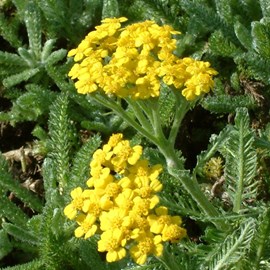 6 x achillée tomenteuse - achillea tomentosa  - godet 9x9 cm