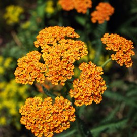 6 x achillée  - achillea 'walter funcke'  - godet 9x9 cm