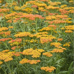 6 x achillée  - achillea 'walter funcke'  - godet 9x9 cm