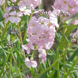 6 x aéthionema d'arménie - aethionema armenum 'warley rose'  - godet 9x9 cm